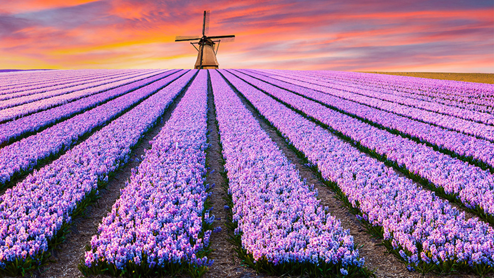 Holland med blomstertget