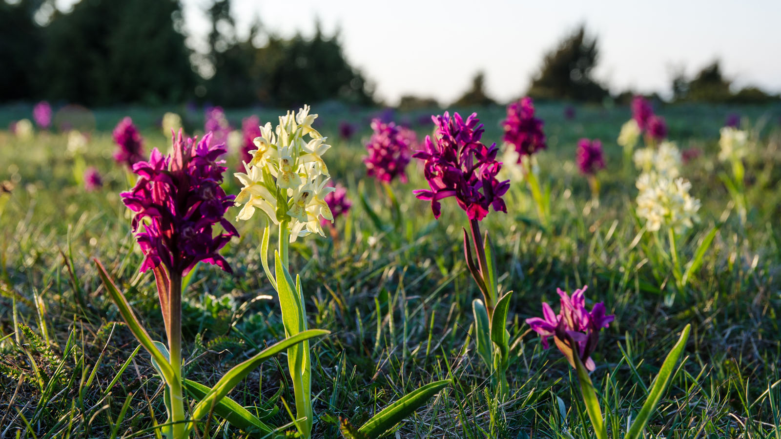 Orkidévandring på Öland